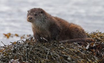 Картинка животные выдры каланы ондатры берег внимание выдра водоросли