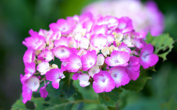 Картинка цветы гортензия макро соцветие