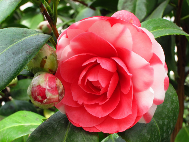 Обои картинки фото цветы, камелии, камелия