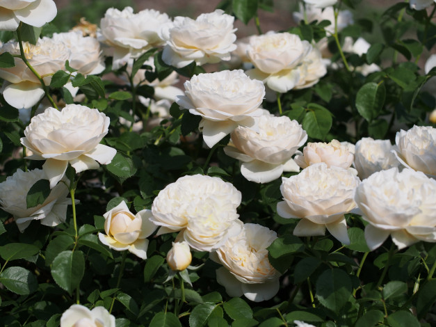 Обои картинки фото цветы, розы, белые