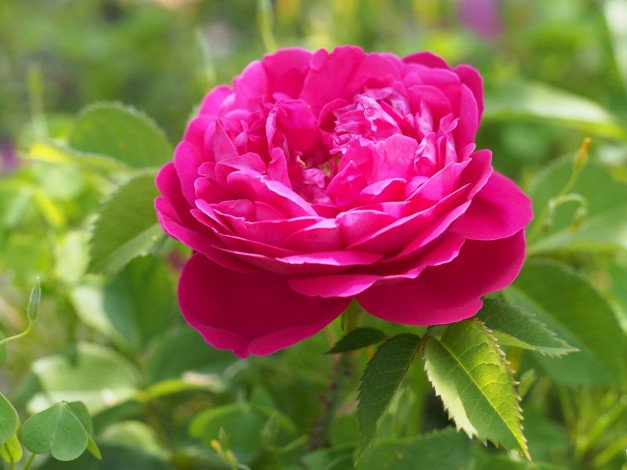 Обои картинки фото цветы, розы, бутон, макро