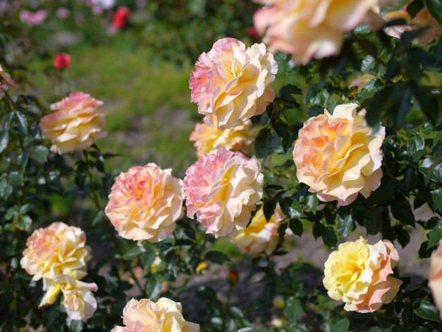 Обои картинки фото цветы, розы, розовый, куст