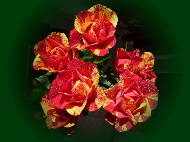 Обои картинки фото цветы, розы