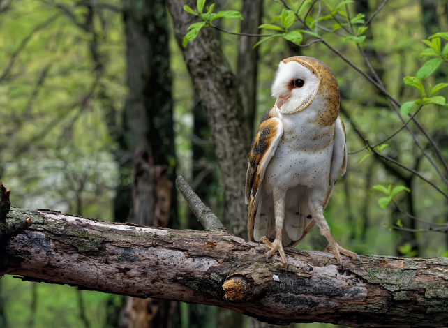 Обои картинки фото животные, совы, лес, бревно, обыкновенная, сипуха