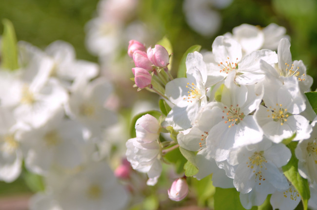 Обои картинки фото цветы, цветущие, деревья, кустарники, весна, цветение