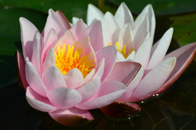 Обои картинки фото цветы, лилии, водяные, нимфеи, кувшинки, лепестки, макро, пара