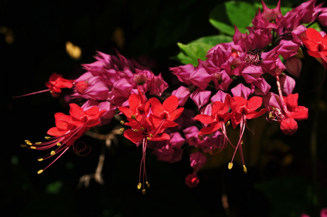 Обои картинки фото цветы, клеродендрумы, экзотика