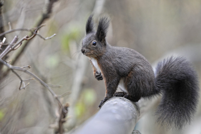 Обои картинки фото животные, белки, зверек