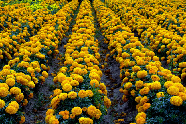 Обои картинки фото цветы, бархатцы, чернобривцы