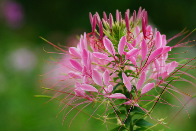 Обои картинки фото цветы, клеомы, нежность