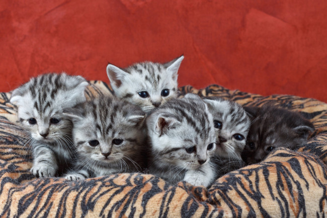 Обои картинки фото животные, коты, котята