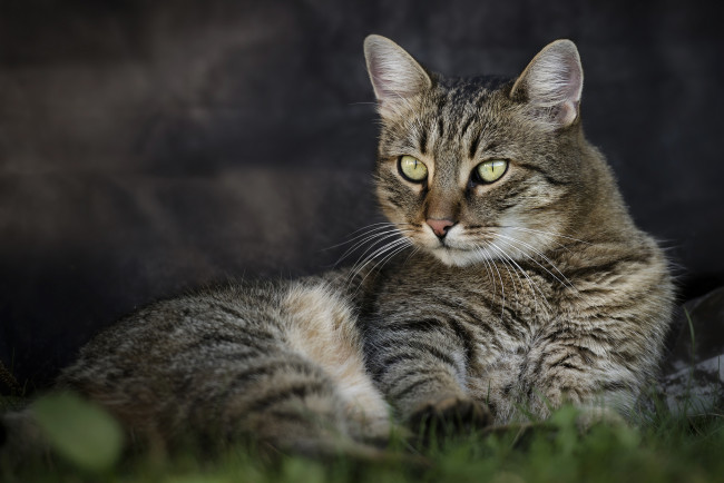 Обои картинки фото животные, коты, важный, котэ