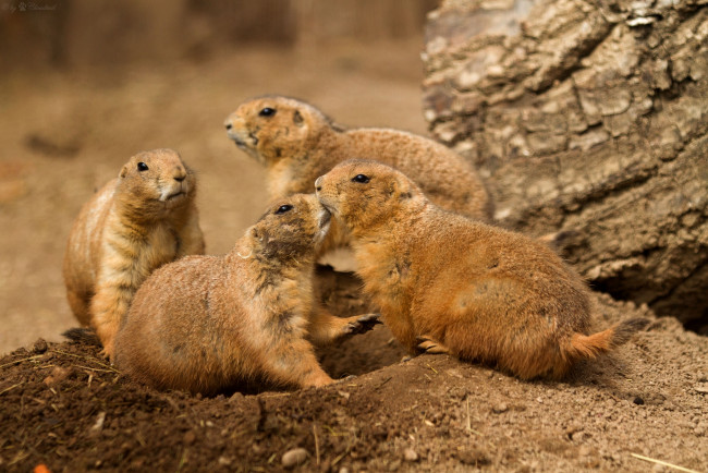 Обои картинки фото животные, суслики, сурки
