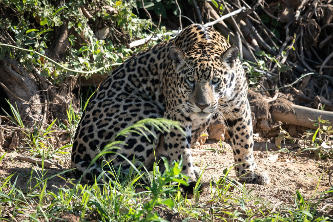 Обои картинки фото животные, Ягуары, кошка