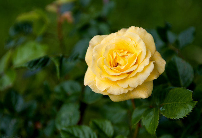 Обои картинки фото цветы, розы, желтый