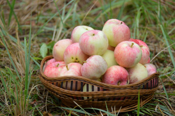 Картинка еда Яблоки розовый корзина