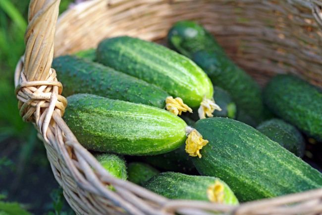 Обои картинки фото еда, огурцы, зеленый