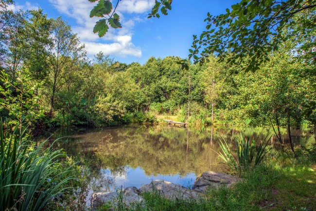 Обои картинки фото германия альтеркюльц, природа, парк, альтеркюльц, германия, лето, трава, деревья, пруд