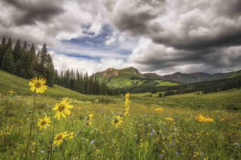 Картинка природа луга трава цветы