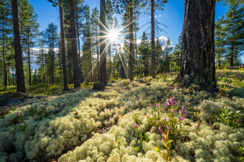 Картинка природа лес рассвет