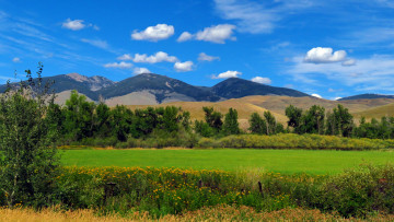 Картинка природа пейзажи трава цветы