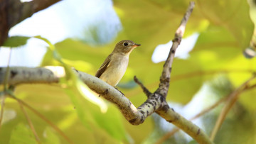 Картинка животные птицы ветка птица