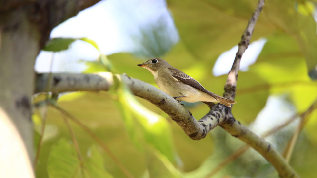 Обои картинки фото животные, птицы, ветка, птица