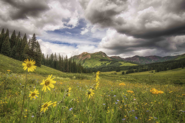 Обои картинки фото природа, луга, трава, цветы