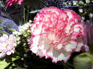 Картинка цветы гвоздики макро