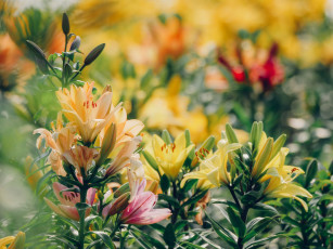 Картинка цветы лилии +лилейники лето природа