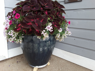 Картинка цветы разные+вместе петунии колеус