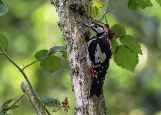 Картинка животные дятлы птичка