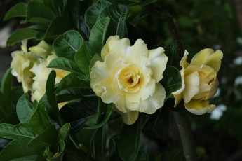 Картинка цветы адениум +мандевилла пустынная роза цветение