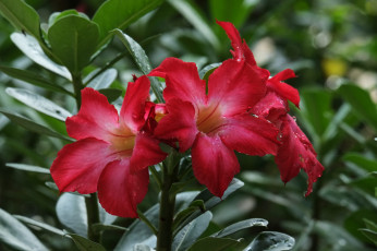 Картинка цветы адениум +мандевилла цветение пустынная роза