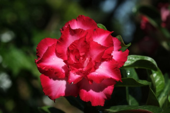 Картинка цветы адениум +мандевилла цветение пустынная роза