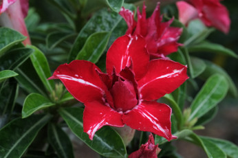 Картинка цветы адениум +мандевилла пустынная роза цветение