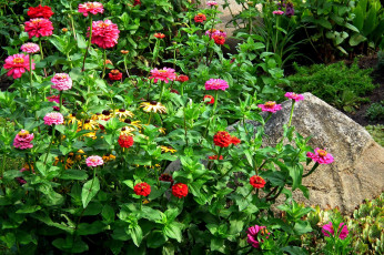 Картинка цветы разные+вместе рудбекия циннии камень