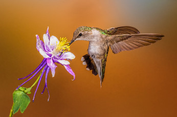 Картинка животные колибри птичка