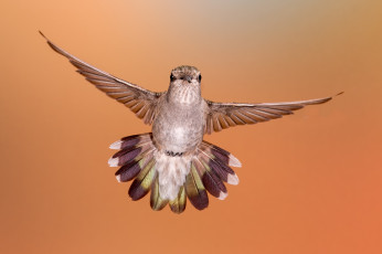 Картинка животные колибри птичка