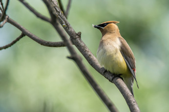 Картинка животные птицы птичка