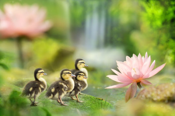 Картинка животные утки лотос весна фуи Чэнь птицы утята пруд