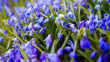 Картинка цветы подснежники +белоцветники +пролески весна синий пролески