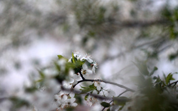 Картинка цветы цветущие+деревья+ +кустарники весна цветение природа цветок фон макро боке