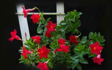 обоя цветы, мандевилла, лепестки, растение, фон, листья
