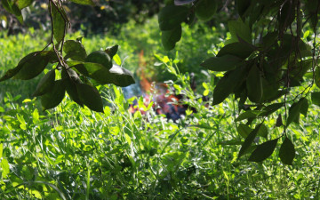 Картинка природа листья трава