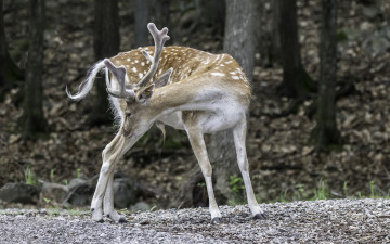 Картинка животные олени рога шерсть окрас большой олень