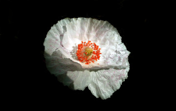 Картинка цветы маки макро