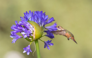 Картинка животные колибри птичка