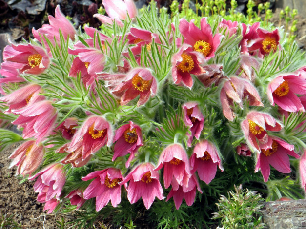 Обои картинки фото цветы, анемоны,  сон-трава, сон-трава