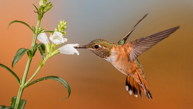 Обои картинки фото животные, колибри, птичка